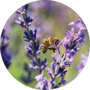 LIVING LIBATIONS - Lavender Essential Oil